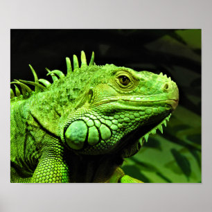 Póster Iguana verde