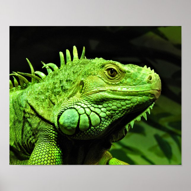Póster Iguana verde (Frente)