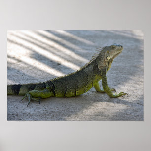 Póster Iguana verde a la sombra de una palmera