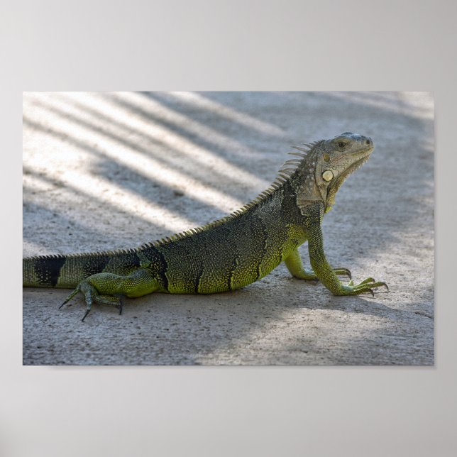 Póster Iguana verde a la sombra de una palmera (Frente)