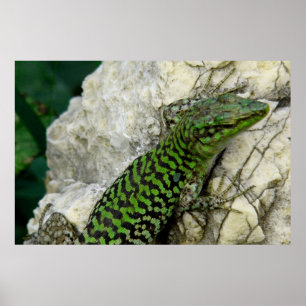 Póster iguanas poster