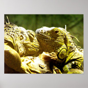 Póster iguanas verdes de cabeza