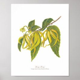 Póster Ilang-Ilang (Cananga odorata) Ph Forest Blooms