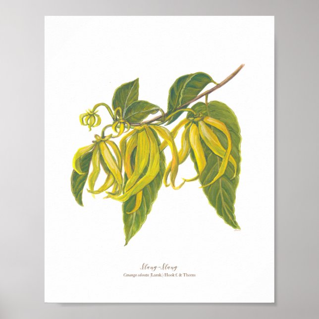 Póster Ilang-Ilang (Cananga odorata) Ph Forest Blooms (Frente)