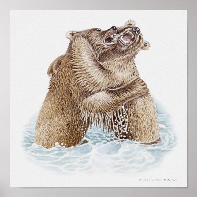 Póster Illustration of two Brown Bears fighting in water (Frente)