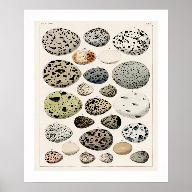 Póster ILUSTRACION 1843 DEL poster DE VINTAGE BIRD (Frente)