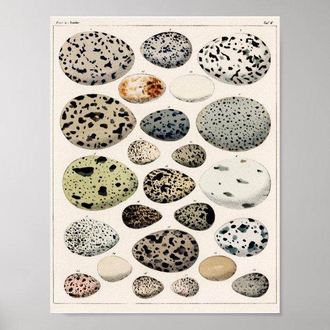 Póster ILUSTRACION 1843 DEL poster DE VINTAGE BIRD (Frente)