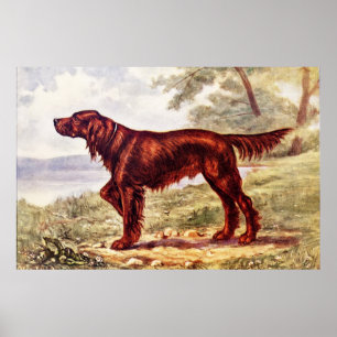 Póster Ilustracion 1900 de Irish Setter del perro que se