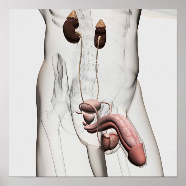 Póster ilustracion 3D Del Sistema Reproductivo Masculino  (Frente)