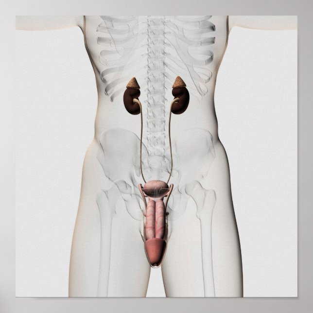 Póster ilustracion 3D Del Sistema Reproductivo Masculino  (Frente)