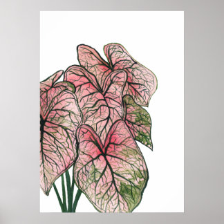 Póster Ilustracion acuático de caladio rosa