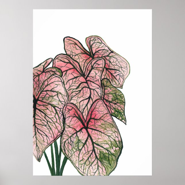 Póster Ilustracion acuático de caladio rosa (Frente)
