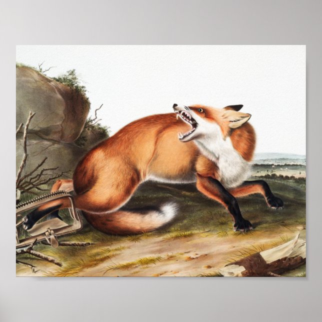 Póster Ilustracion americano de Fox Roja (Vulpes Fulvus) (Frente)