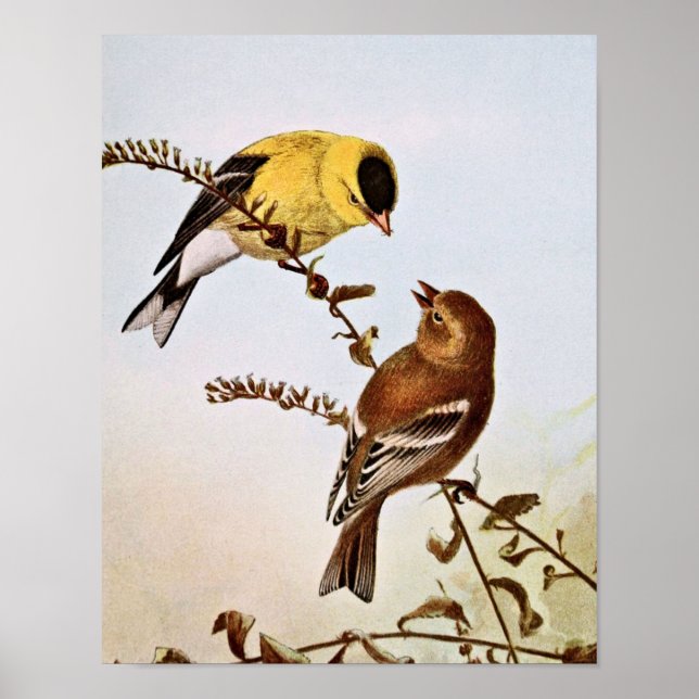 Póster Ilustracion americano de pájaro de Goldfinchs (Frente)