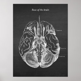 Póster Ilustracion anatómico cerebral No. 3