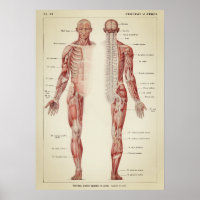 Ilustracion anatómico vintage
