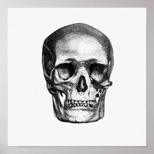 Póster Ilustracion anatómico vintage (Frente)