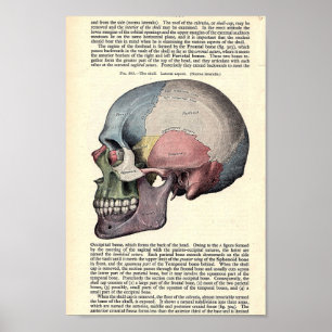 Póster Ilustracion anatómico vintage
