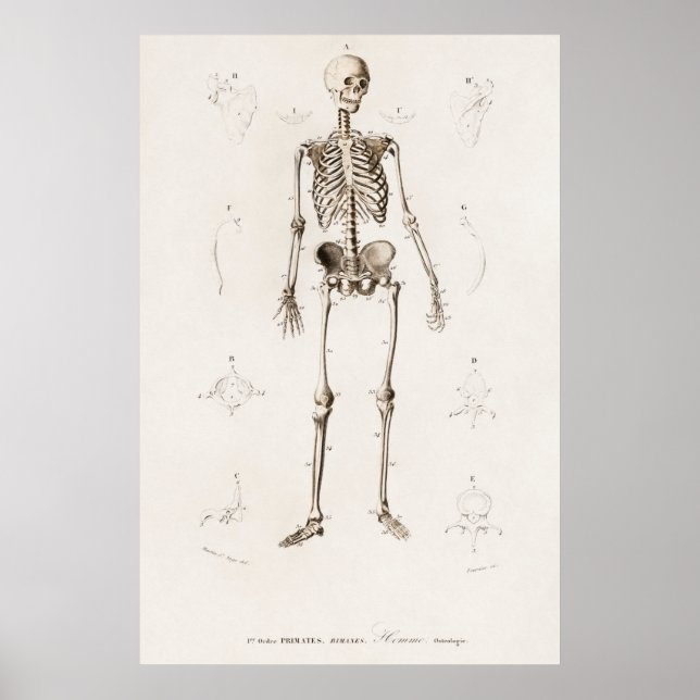 Póster Ilustracion anatómico vintage (Frente)