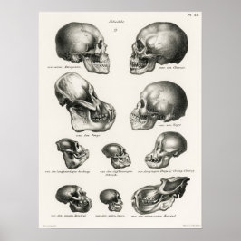 Póster Ilustracion anatómico vintage