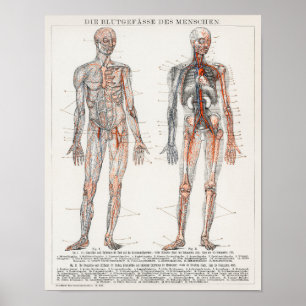 Póster Ilustracion anatómico vintage