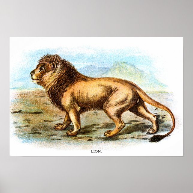 Póster Ilustracion animal de león de vintage (Frente)