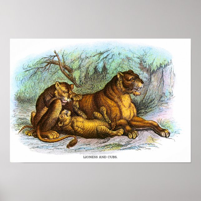 Póster Ilustracion Animal De Lionesa Vintage Y Cubs (Frente)