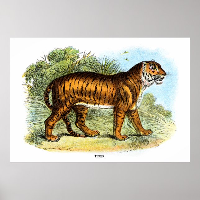 Póster Ilustracion animal de tigre de época (Frente)