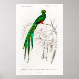 Póster Ilustracion animal ventilado de un quetzal de Pavo