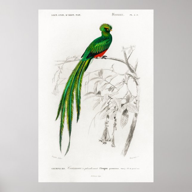 Póster Ilustracion animal ventilado de un quetzal de Pavo (Frente)