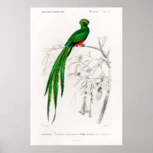 Póster ilustracion animal vintado de un quetzal de Pavoni