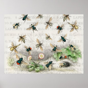 Póster Ilustración Antigua Abeja Miel Obrera Reinas Abeja