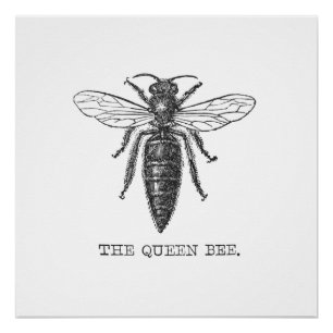 Póster Ilustración antigua de insecto de abeja reina