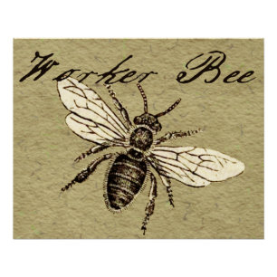 Póster Ilustración Antigüedad Insecto Abeja Obrera Vintag