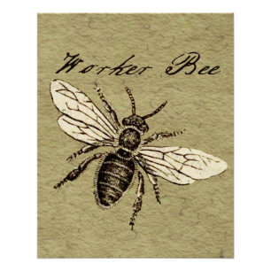 Póster Ilustración Antigüedad Insecto Abeja Obrera Vintag