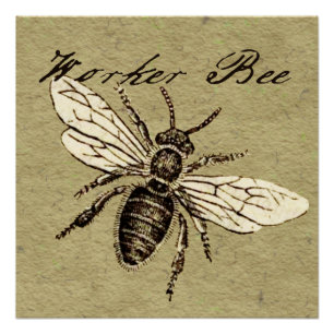 Póster Ilustración Antigüedad Insecto Abeja Obrera Vintag