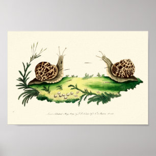 Póster Ilustracion antiguo de caracoles de jardín
