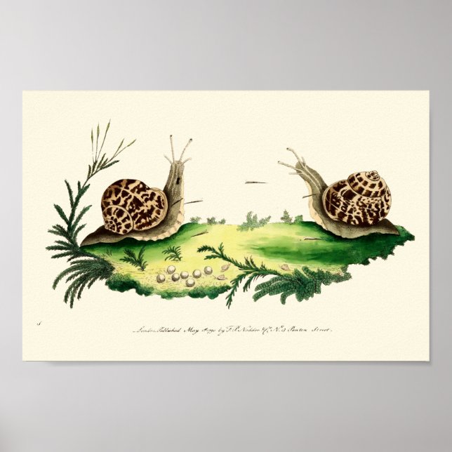 Póster Ilustracion antiguo de caracoles de jardín (Frente)