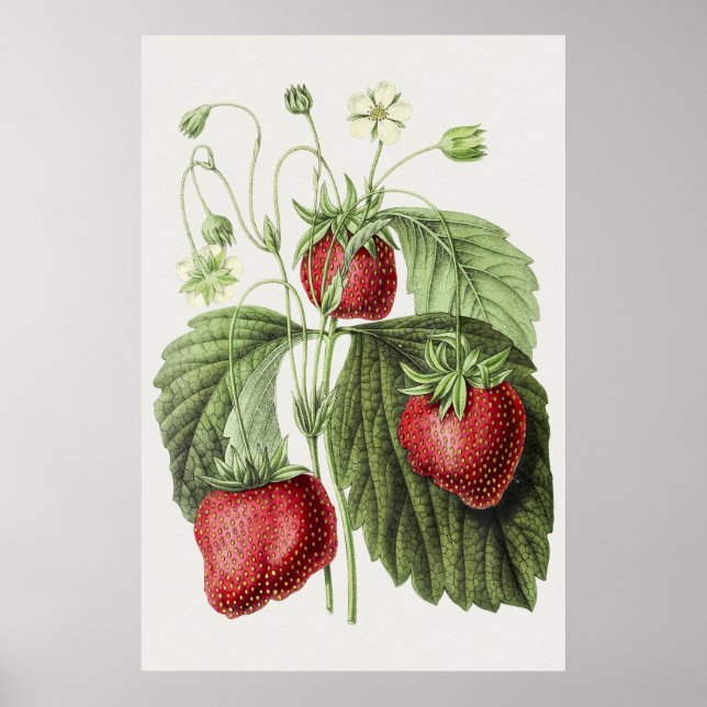 Póster Ilustracion antiguo de Fraise reine des belges. (Frente)