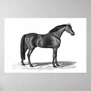 Póster Ilustracion árabe del caballo de los 1800s del