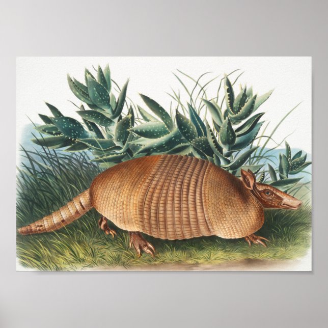 Póster Ilustracion Armadillo (Dasypus Peba) de nueve band (Frente)
