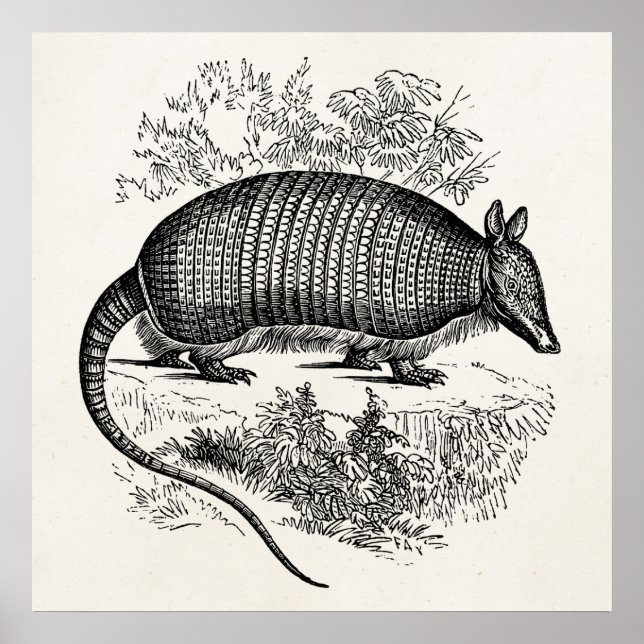 Póster Ilustracion Armadillo Retro Armadillos (Frente)