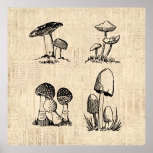 Póster Ilustracion artístico de hongos vintage