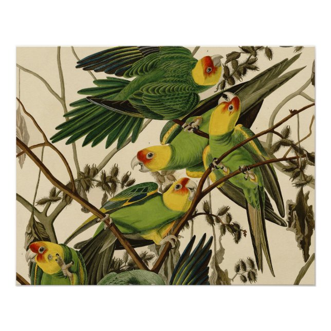 Póster Ilustracion Audubon Carolina Parrot Bird (Anverso)