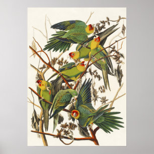 Póster Ilustracion Audubon Carolina Parrot Bird