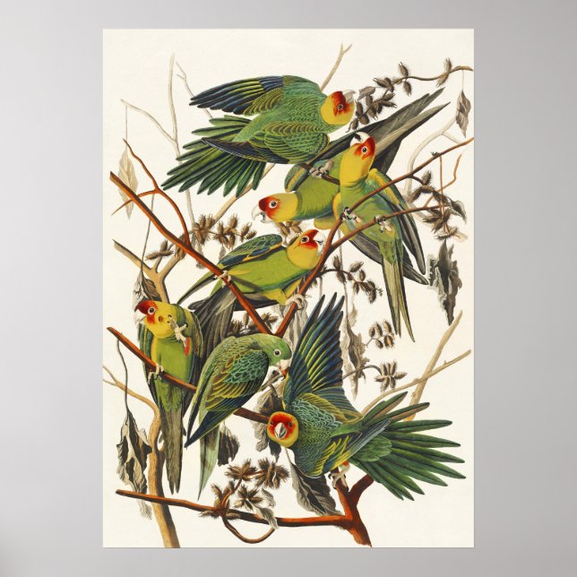 Póster Ilustracion Audubon Carolina Parrot Bird (Frente)