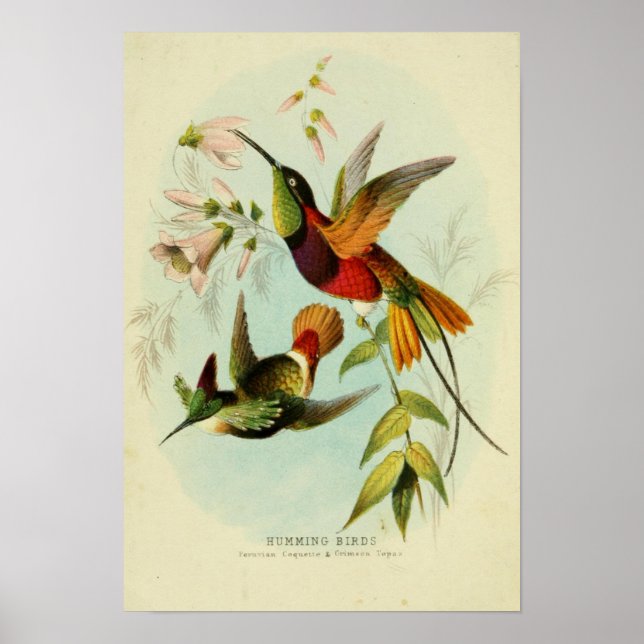 Póster Ilustracion Aves Vintage (Frente)