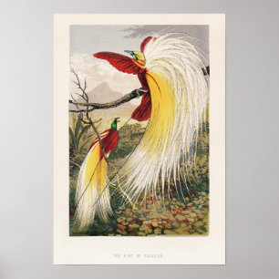 Póster Ilustracion Aves Vintage