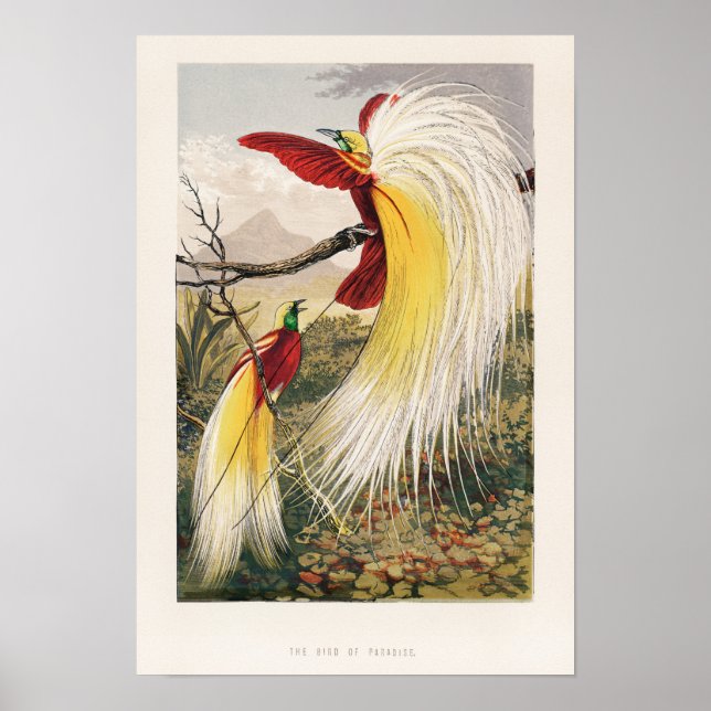 Póster Ilustracion Aves Vintage (Frente)