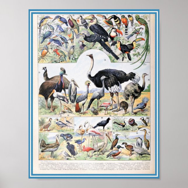 Póster Ilustracion Aves Vintage (Frente)